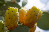 PRICKLY PEAR SEED OIL 100_ PURE
